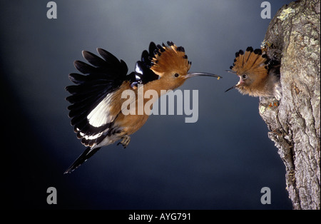 African Upupa Upupa epops africana in volo con bocconcino per il suo pulcino nel nido Western Cape Sud Africa Foto Stock