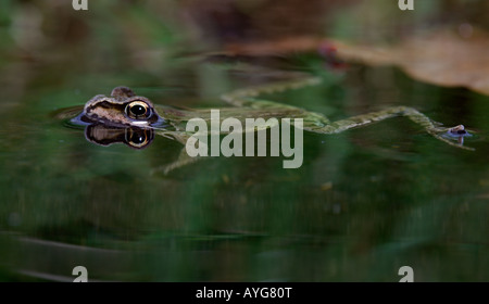 Rana comune Rana temporaria ancora in acqua Potton Bedfordshire Foto Stock