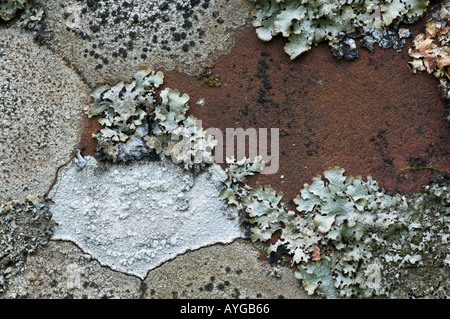Varie specie di muschi e licheni sulle lapidi. Foto Stock