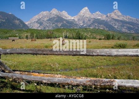 I cavalli in un campo in erba un gruppo spintore a rampa circonda il corral Grand Tetons National Park Wyoming USA Foto Stock