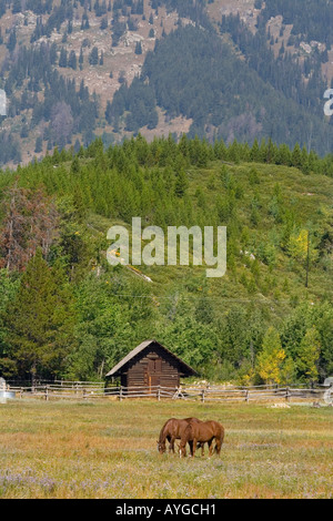 I cavalli in un campo, le montagne alle spalle, Grand Tetons National Park Wyoming USA Foto Stock