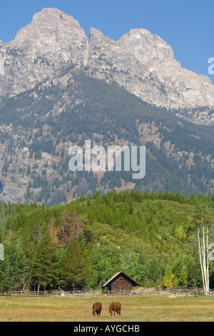 I cavalli in un campo, le montagne alle spalle, Grand Tetons National Park Wyoming USA Foto Stock