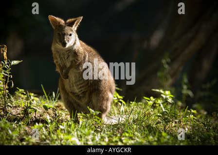 Parma Wallaby di Australia Foto Stock