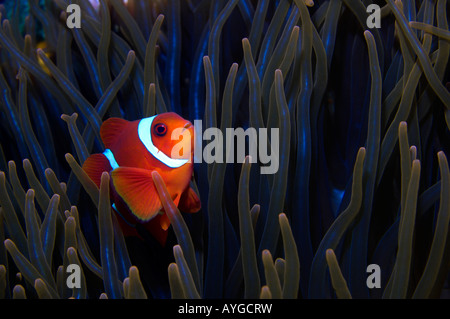 Rosso pesce pagliaccio in anemone sul relitto Liberty, Tulamben, Bali Foto Stock