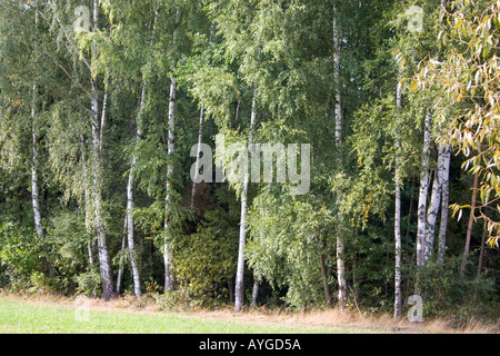 Un supporto di betulla al bordo della Nazionale Polacca di foresta. Zawady Polonia Foto Stock