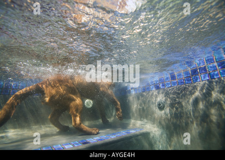 Sud Africa Gauteng Provincia Pretoria vista subacquea del cane nuoto nella zona suburbana di piscina Foto Stock