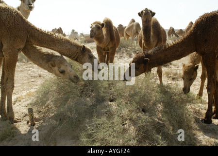 Una mandria di cammelli dromedario nel deserto del nord del Kuwait in prossimità del confine in Iraq Foto Stock