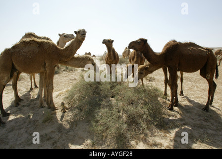 Una mandria di cammelli dromedario nel deserto del nord del Kuwait in prossimità del confine in iraq Foto Stock