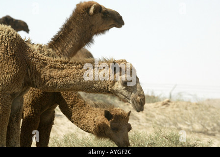 Una mandria di cammelli dromedario nel deserto del nord del Kuwait in prossimità del confine in iraq Foto Stock