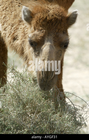 Una mandria di cammelli dromedario nel deserto del nord del Kuwait in prossimità del confine in Iraq Foto Stock