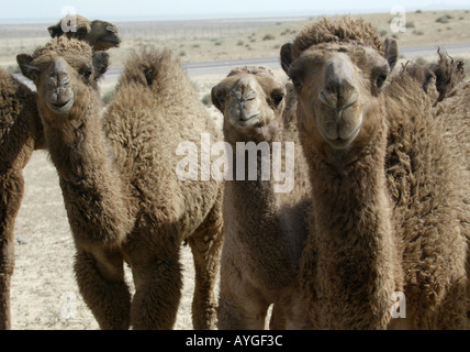 Una mandria di cammelli dromedario nel deserto del nord del Kuwait in prossimità del confine in Iraq Foto Stock