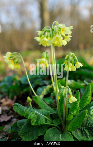 Oxlip (primula elatior), Hayley legno, Cambridgeshire, England Regno Unito Foto Stock