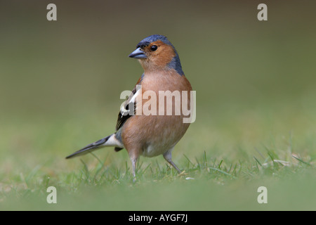 Maschio di fringuello Fringilla coelebs sul terreno cercando alert Potton Bedfordshire Foto Stock