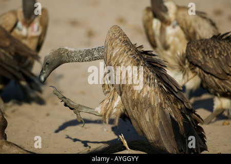 Africa Botswana Makgadikgadi padelle Parco Nazionale di dorso bianco Vulture Gyps africanus alimentazione su resti di gnu lungo Botet Foto Stock