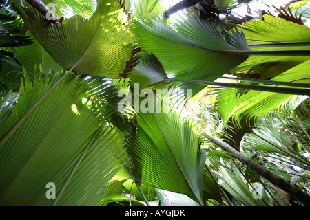Grande fan di foglie di forma del giovane coco de mer palm, Vallee de Mai, Praslin, Seicelle Foto Stock