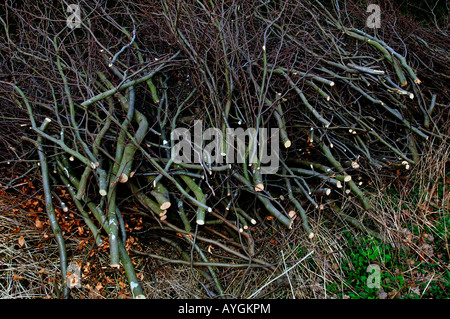 Tagliare i rami degli alberi,impilate in un giardino. Foto Stock