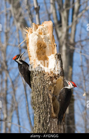 Una coppia di pileated picchi in un albero di acero Foto Stock