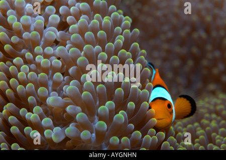 Giallo pesce pagliaccio in anemone sul relitto Liberty, Tulamben, Bali Foto Stock