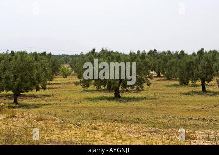 Alberi in oliveto Tunisia Foto Stock