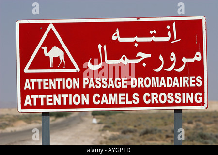 Camel incrocio autostradale di avvertimento sign in inglese francese e arabo deserto Tunisia Foto Stock