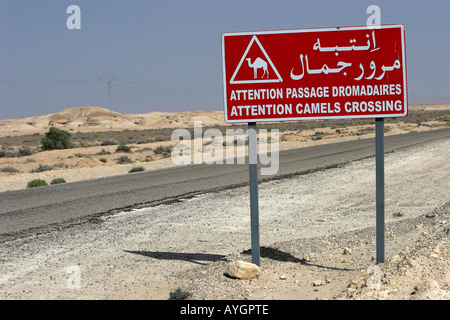 Camel incrocio autostradale di avvertimento sign in inglese francese e arabo deserto Tunisia Foto Stock