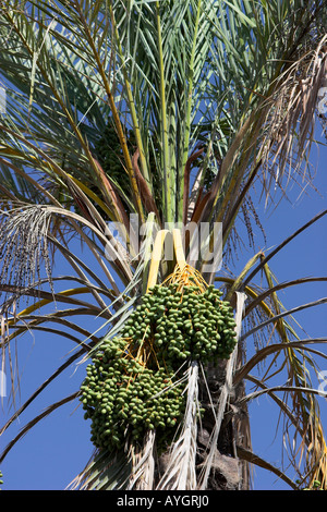 Verde giovane date in crescita su oasis Palm tree Tunisia Foto Stock