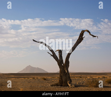 Albero morto, Namib Desert, Namibia, Africa Foto Stock