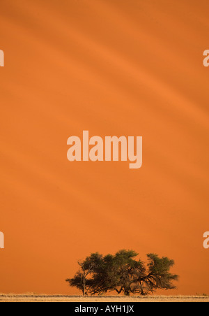 Albero nella parte anteriore della duna di sabbia, Namib Desert, Namibia, Africa Foto Stock