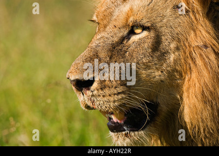 Close up dei maschi di Lion, il maggiore parco nazionale Kruger, Sud Africa Foto Stock