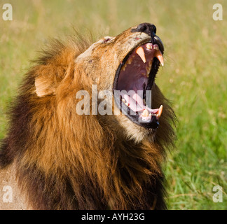 Leone maschio sbadigli, maggiore parco nazionale Kruger, Sud Africa Foto Stock