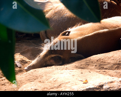 Allevati in cattività Red River Hog Potamochoerus porcus Foto Stock