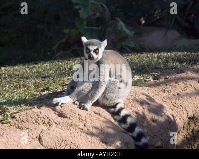 Allevati in cattività Ring Tailed Lemur ( Lemur catta ) primati Foto Stock