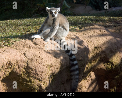 Anello-tailed lemur (Lemur catta) strepsirrhine primate captive allevati in cattività Ring tailed Lemur primati animali primate Foto Stock