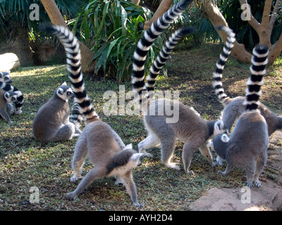 Gruppo familiare di truppa allevati in cattività Ring tailed Lemur Lemur catta Foto Stock