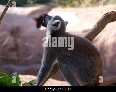 Anello lemure codato ( Lemur catta ) chiamando Foto Stock