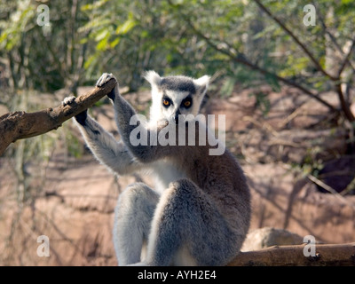 Allevati in cattività Ring tailed Lemur Lemur catta Foto Stock