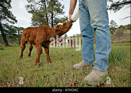 Allattamento al biberon il latte ad un vitello in un ranch Foto Stock
