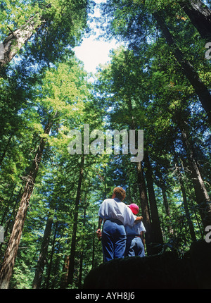 La madre e il figlio in piedi sotto i più alti alberi in tutto il mondo, le sequoie giganti nella California settentrionale Foto Stock