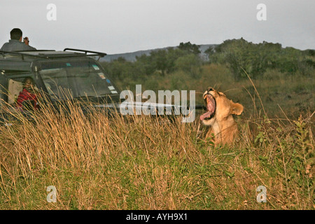 Sbadigliare lion al tramonto vicino Jeep safari nel Masai Mara National Reserve parco giochi in Kenya Africa Foto Stock