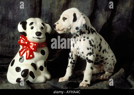 Cucciolo dalmata con cookie jar Foto Stock