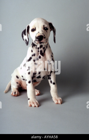 Cucciolo dalmata su sfondo grigio Foto Stock