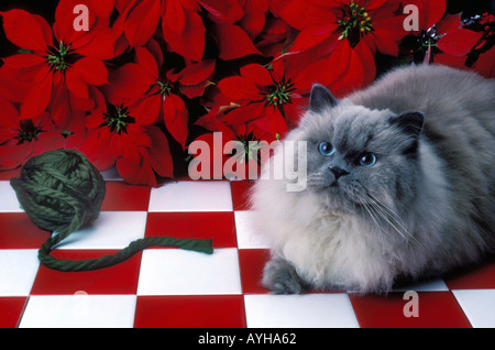 Grigio gatto gatti animale mammifero Foto Stock