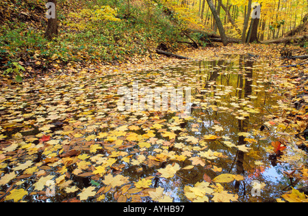 Cadono le foglie in un bosco di latifoglie wetland a Kennekuk County Park Illinois Foto Stock