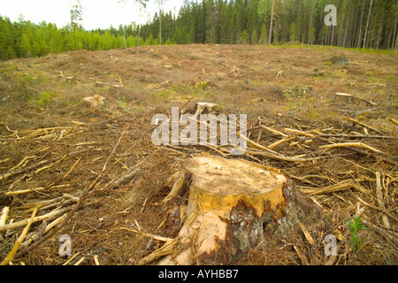 Registrati foresta vicino Torsby nella contea di Varmland Svezia Foto Stock