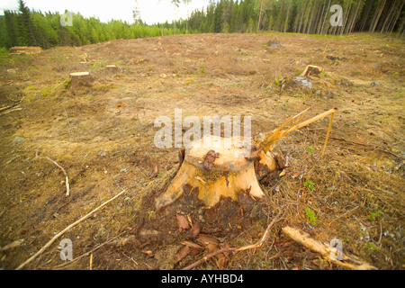 Registrati foresta vicino Torsby nella contea di Varmland Svezia Foto Stock