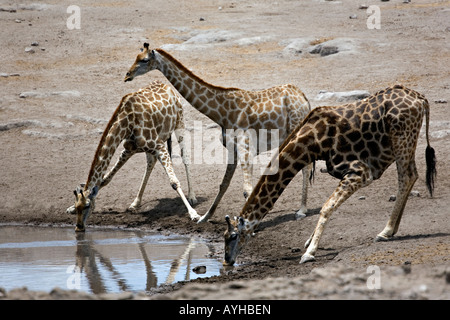 African giraffe, Giraffa Camelopardalis bevendo al Waterhole, il Parco Nazionale di Etosha, Namibia Foto Stock