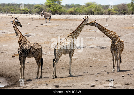 African giraffe, Giraffa Camelopardalis nel Parco Nazionale Etosha, Namibia Foto Stock