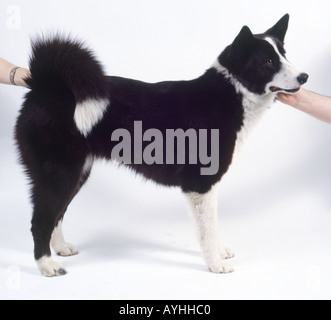 Karelian bear dog, a carponi, coda verso l'alto. Foto Stock