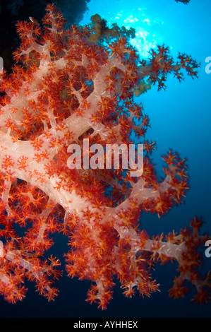 Soft Coral Dendronephthya sp in un mare di un blu intenso Layang Layang atollo Sabah Borneo malese sul Mare della Cina del Sud Pacifico Foto Stock