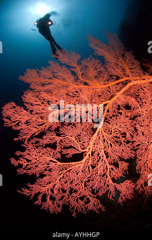 Seafan gorgonia e subacqueo Subergorgia sp Layang Layang atollo Malaysia Sabah sul Mare della Cina del Sud Pacifico Foto Stock